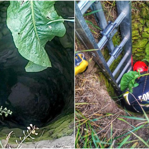 Câine salvat dintr-o fântână în comuna Letea Veche, județul Bacău