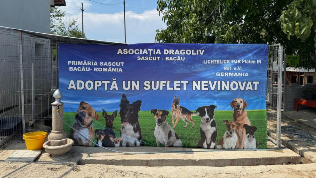 Dragoliv din Sascut a salvat peste 500 de câini și modernizează adăpostul
